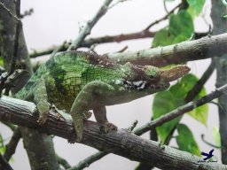 Tiergarten Schönbrunn am 24.02.2026